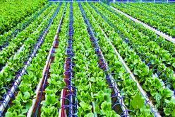 SUSTANK drip and mist irrigation